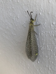 Brachynemurus versutus