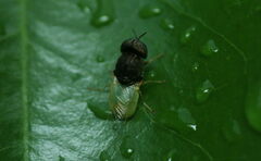 Oplodontha rubrithorax