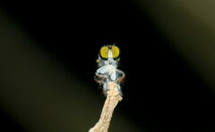 Ommatiini