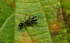 Myrmarachnini