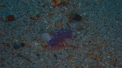 Coryphellina arveloi