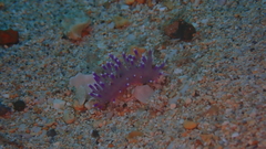 Coryphellina arveloi