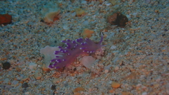 Coryphellina arveloi