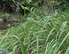 Tripsacum dactyloides