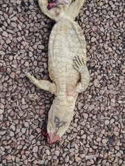 Varanus albigularis albigularis