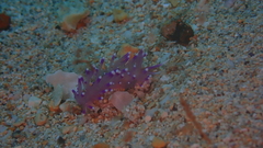 Coryphellina arveloi