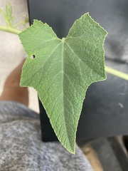 Cucurbita foetidissima