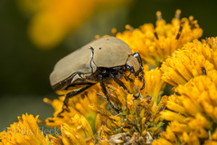 Hologymnetis cinerea