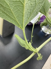 Cucurbita foetidissima