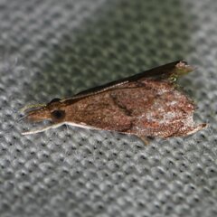 Microcausta flavipunctalis