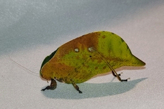 Agaurella mirabilis