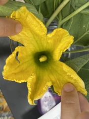 Cucurbita foetidissima