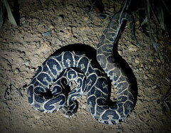 Bothrops alternatus
