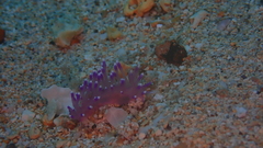 Coryphellina arveloi