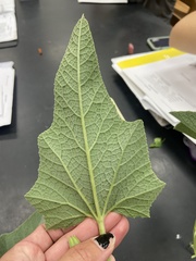 Cucurbita foetidissima