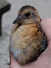 Coturnicops noveboracensis