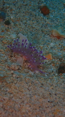 Coryphellina arveloi