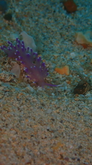 Coryphellina arveloi