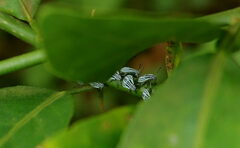 Cappaea taprobanensis