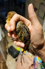 Coturnicops noveboracensis