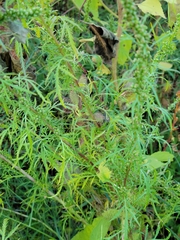 Artemisia biennis