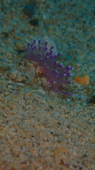 Coryphellina arveloi