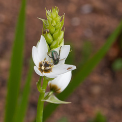 Ornithogalum