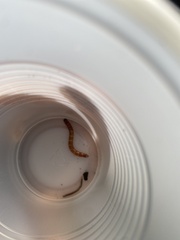 Lithobiomorpha