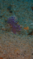 Coryphellina arveloi