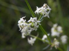 Galium lucidum