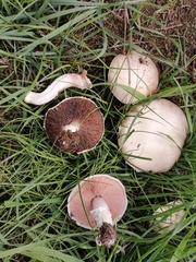 Agaricus pampeanus