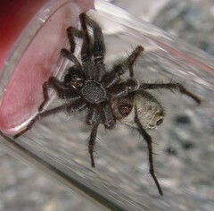 Pardosa lowriei