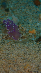 Coryphellina arveloi