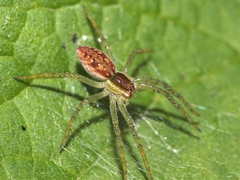Dolomedes fimbriatus
