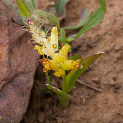 Lachenalia lutea