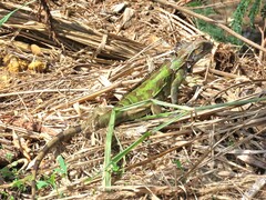 Iguana iguana