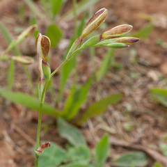 Hesperantha