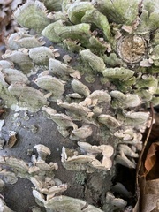 Cerrena unicolor