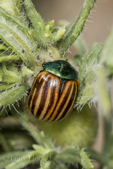 Leptinotarsa melanothorax