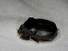 Onthophagus lenzii