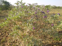 Mundulea sericea