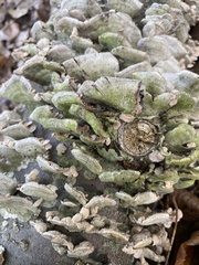 Cerrena unicolor