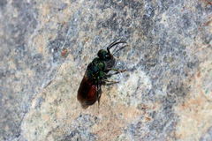 Chrysidinae
