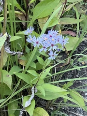 Symphyotrichum urophyllum