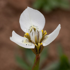 Moraea tricuspidata