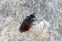 Chrysidinae