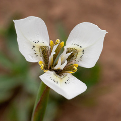 Moraea tricuspidata