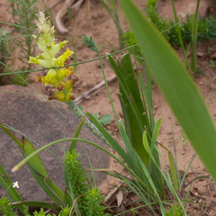 Lachenalia lutea