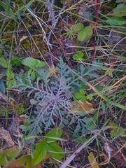 Scabiosa ochroleuca