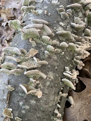 Cerrena unicolor